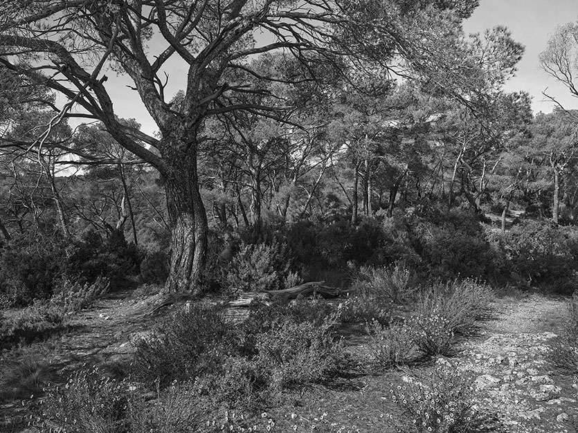 John Riddy 'Le Tholonet (towards Bibemus) 2024'