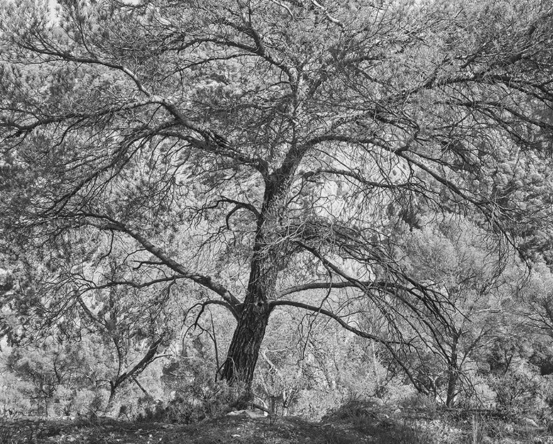 John Riddy 'Le Tholonet (Pine) 2024'