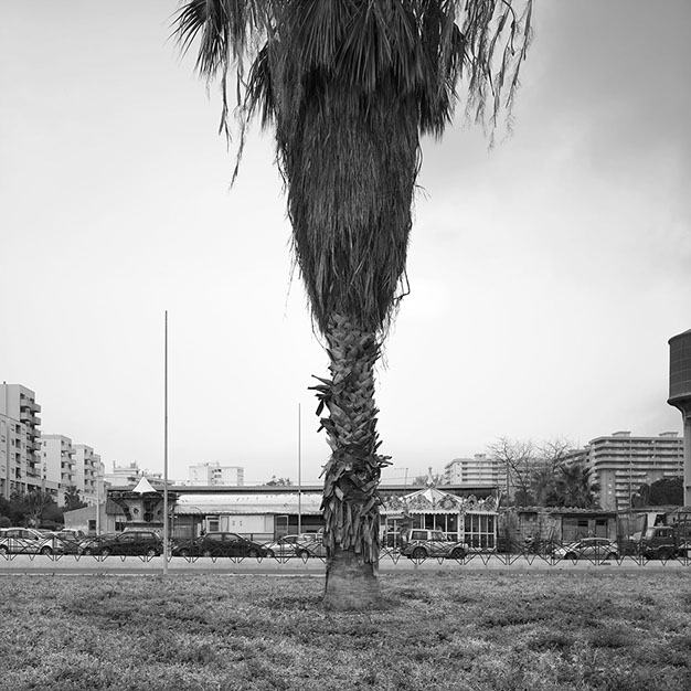 John Riddy Palermo (Palm) 2014