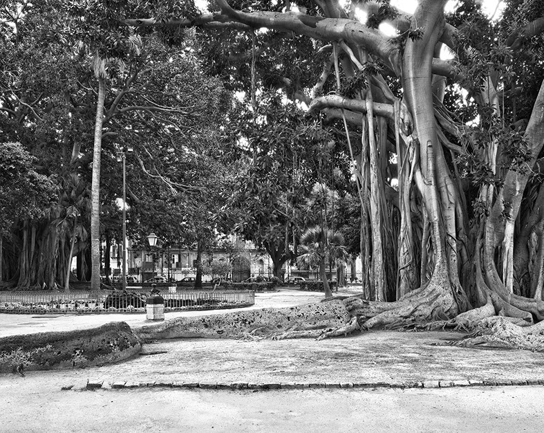 John Riddy Palermo (Piazza Marina) 2012