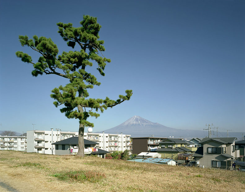 John Riddy Shin-Fuji (Tree) 2005