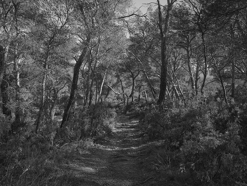 John Riddy 'Le Tholonet (Path) 2025'